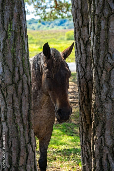 Obraz New Forest Pony