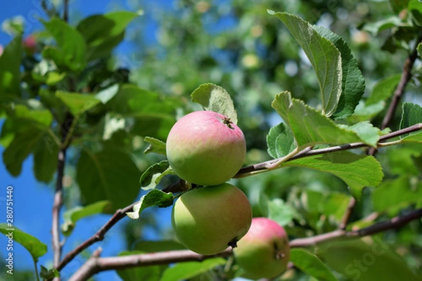 Fototapeta Red apples ripening on the branches of the tree under the sun rays in the garden