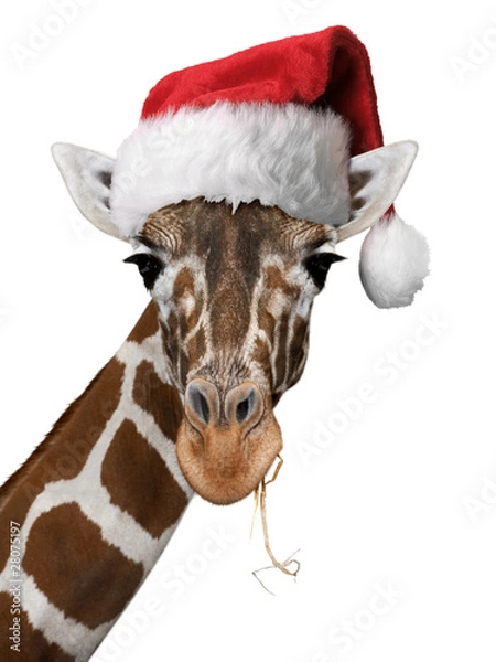 Obraz Weihnachtsgiraffe Weiss
