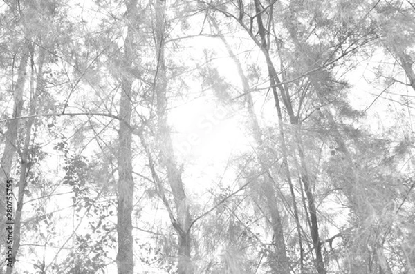 Fototapeta The image of the ground after the pine tree is blurred For background work or interior decoration