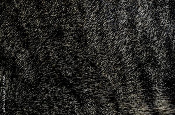 Fototapeta Background image caused by cat fur