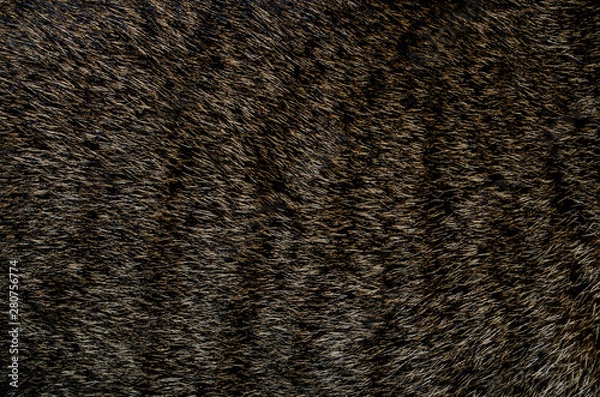 Fototapeta Background image caused by cat fur