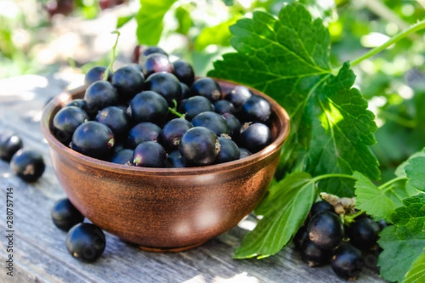 Fototapeta Black currant Black currant berries against the currant bush in the garden. Harvesting black currant.