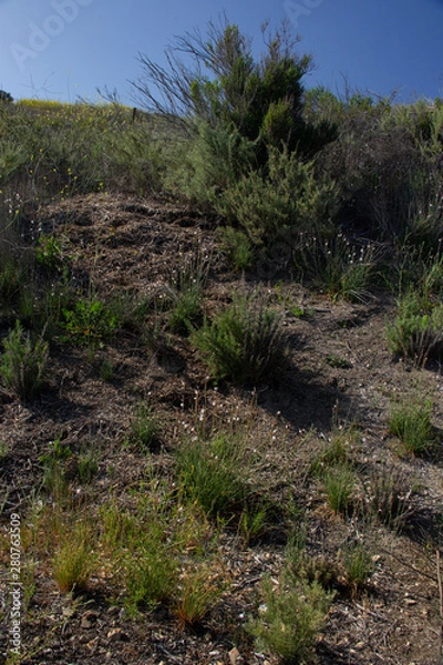 Fototapeta Sparsely covered fields of shrubs and yellow flowers