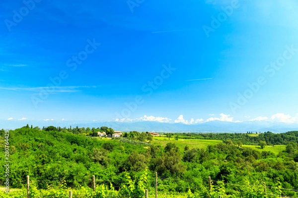 Fototapeta The fields of Friuli Venezia-Giulia cultivated with grapevines