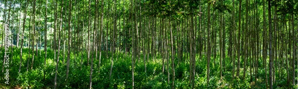 Fototapeta Panorama Wald 