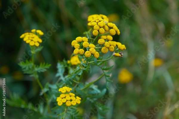 Fototapeta Yellow tansy flowers (Tanacetum vulgare, common tansy, bitter button, cow bitter, or golden buttons) in the green summer meadow. Wildflowers.
