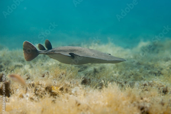 Obraz The marbled electric ray (Torpedo marmorata) is a species of electric ray in the family Torpedinidae