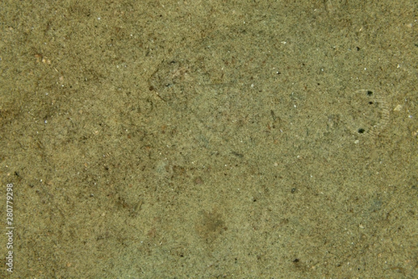 Obraz camouflaged Flatfish, Flounder
