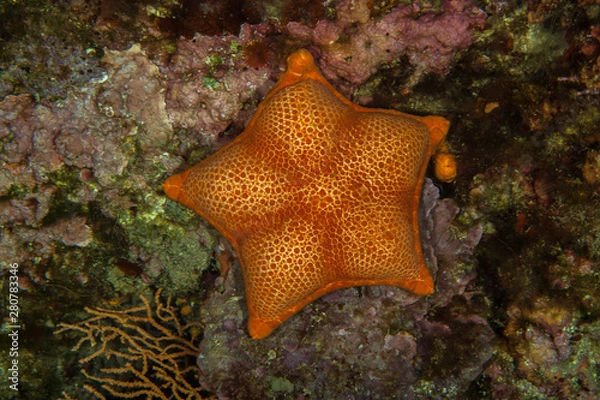 Obraz Sphaerodiscus placenta, Seastar