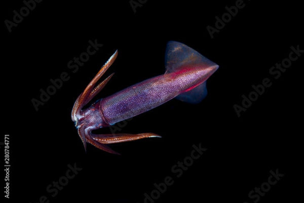 Obraz Squid during a blackwater dive in the Philippines