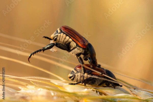 Obraz The process of breeding insects. The cockchafer, colloquially called May bug or doodlebug, a pest of cereals. The parasitic insect eats grain in a wheat ear. Sexual relations beetles.