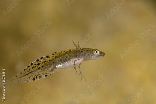 Obraz Newt, Young larva