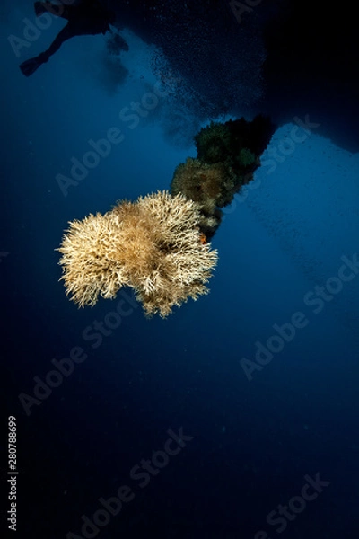 Obraz Coral hanging from the cave ceiling