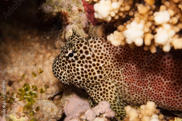 Obraz Exallias brevis, the leopard blenny