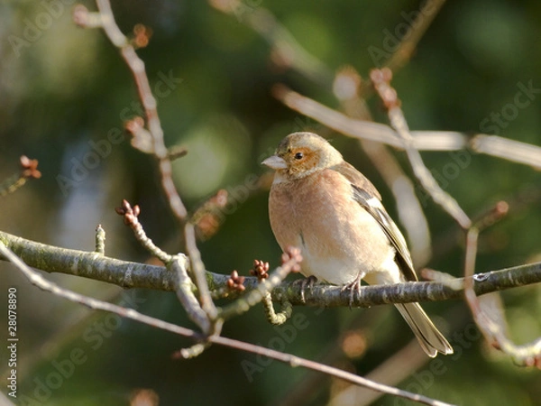 Fototapeta Fringilla coelebs (m) - Pinson des arbres mâle