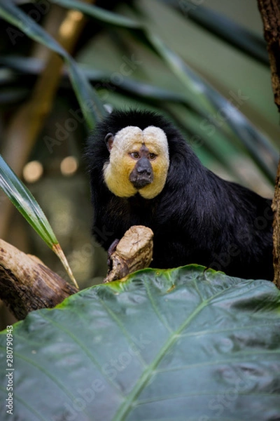 Fototapeta Monkey stares at something