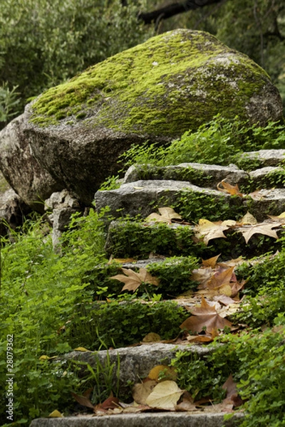 Fototapeta steps of the forest