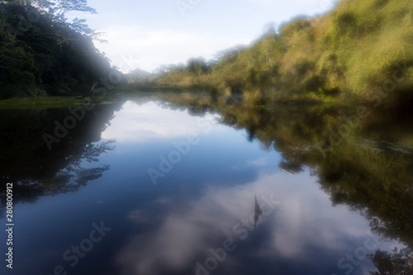 Fototapeta The Rainforst