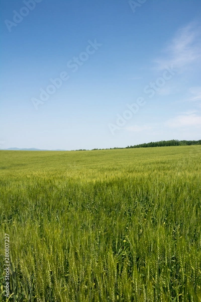 Fototapeta 緑のムギ畑と青空