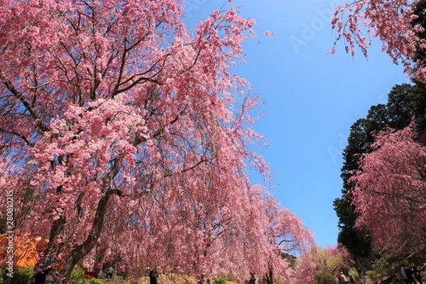 Obraz 高見の郷　しだれ桜
