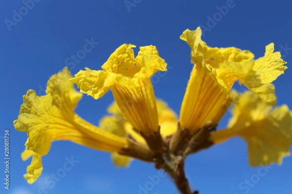 Fototapeta Ipê amarelo