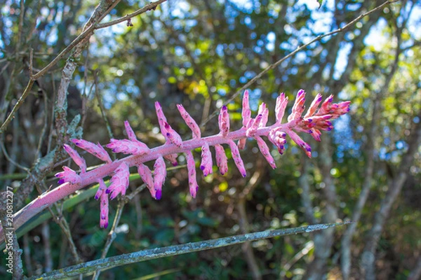 Obraz A bromélia rosa
