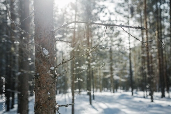 Fototapeta ЗИМА УРАЛА