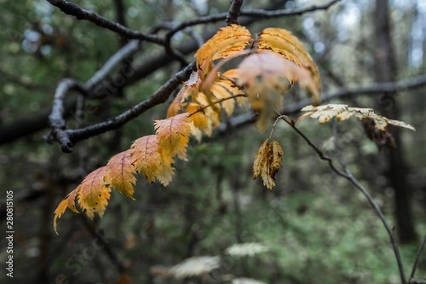 Fototapeta ПРИРОДА