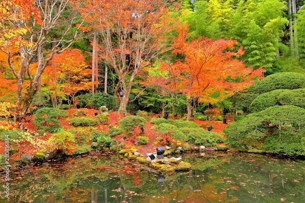 Fototapeta 紅葉の円通院