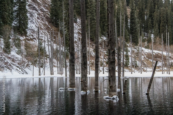 Fototapeta Pine tree's trunks in the water