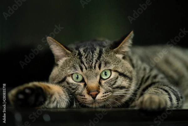 Fototapeta 見つめる猫