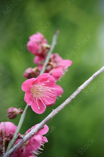 Obraz 紅梅　初春イメージ