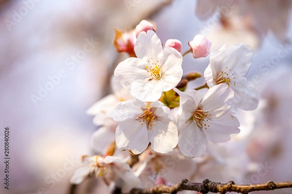 Obraz 桜の花　春イメージ