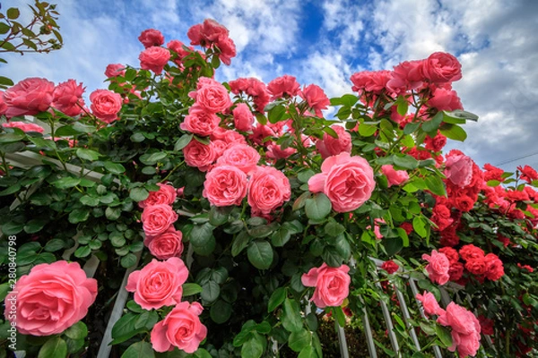 Fototapeta バラの花