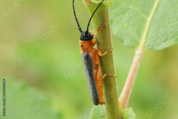 Obraz Oberea oculata