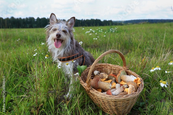 Fototapeta Happy dog sits on the grass in the summer field next to the basket with mushrooms