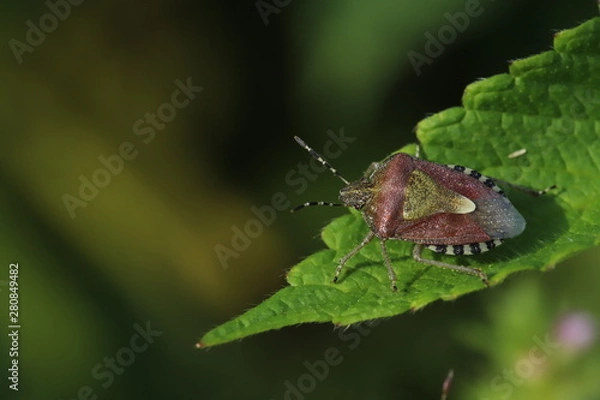Obraz Sloe bug on a leaf (Dolycoris baccarum)