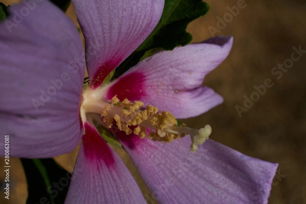 Obraz Flor de verano en el parque