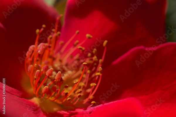 Obraz Rosa roja en el verano