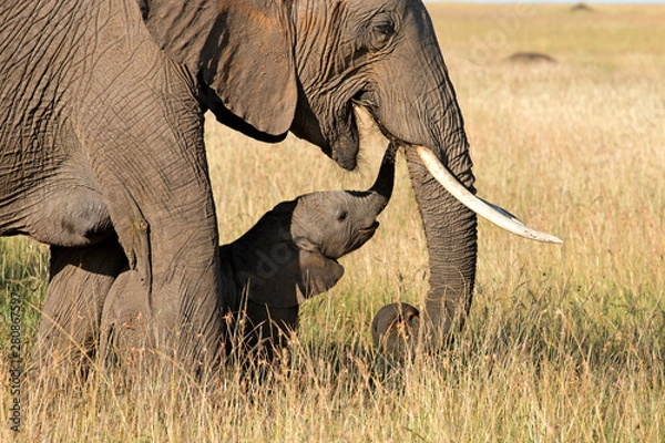 Obraz Elephant & Baby