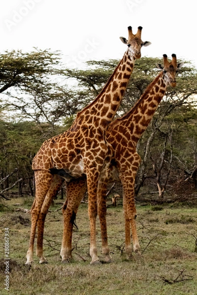 Fototapeta Giraffe Pair