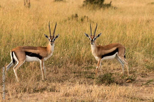 Obraz Thomson's Gazelle Pair