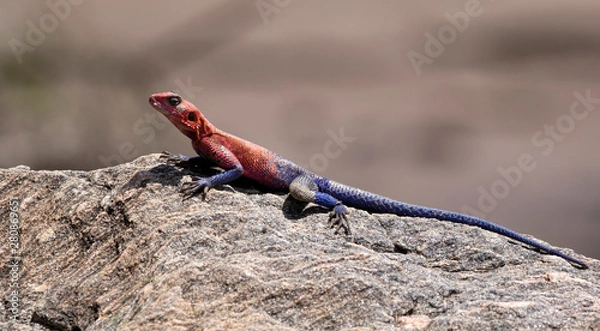 Fototapeta Rock Agama Lizard