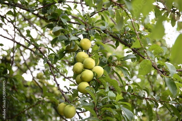 Fototapeta Yellow plums