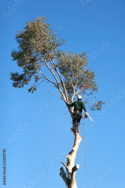 Obraz tree trimming