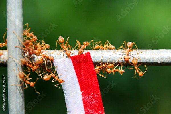 Obraz Weaver ants holding white and red ribbon
