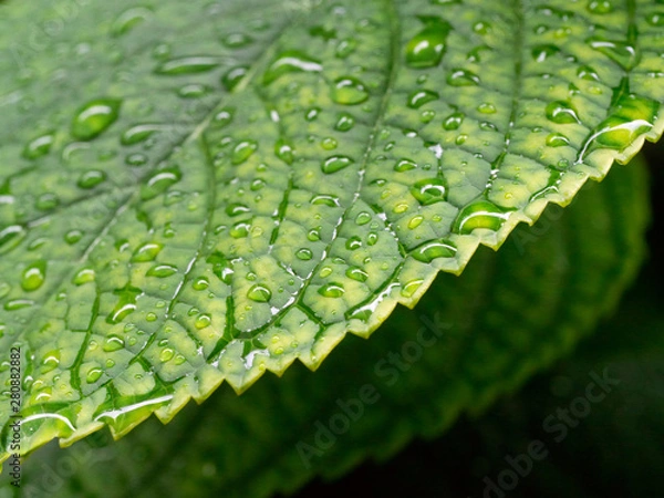 Obraz raindrops on leaf