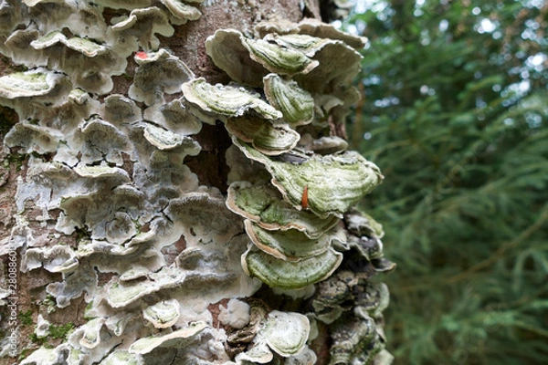 Fototapeta Tree trunk in the forest, overgrown by various tree sponges