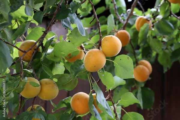 Fototapeta A bunch of ripe apricots on a branch